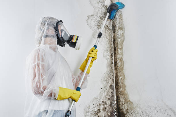 Best Professional Mold Removal  in Keasbey, NJ