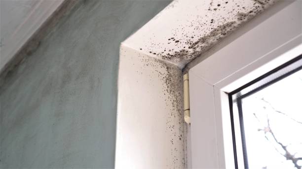 Best Mold Remediation  in Keasbey, NJ