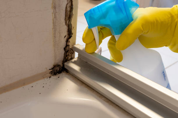 Best Commercial Mold Removal  in Keasbey, NJ