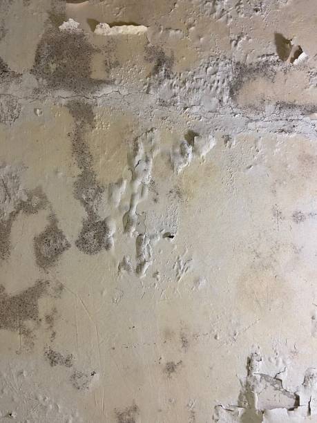Best Home Mold Removal  in Keasbey, NJ
