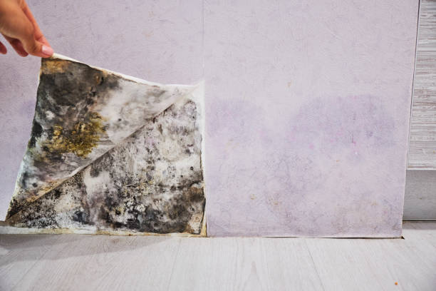 Mold Removal Process in Keasbey, NJ